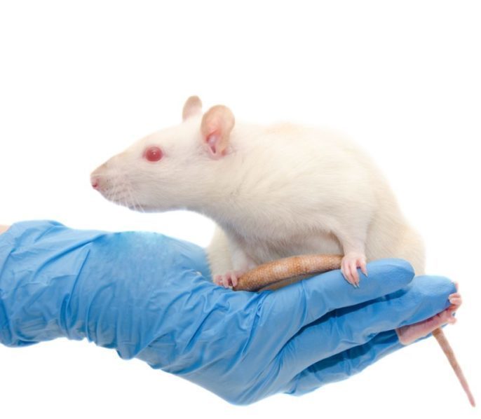 Laboratory rat in the hands of a researcher Cute white laboratory rat in the hands of a researcher (isolated on white)
