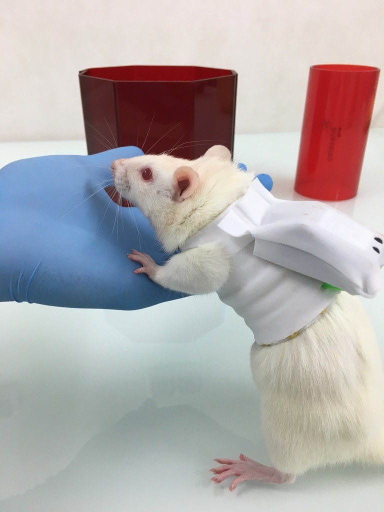 UNADJUSTEDNONRAW_thumb_2f33 A freely moving rat that wears DECRO jacket