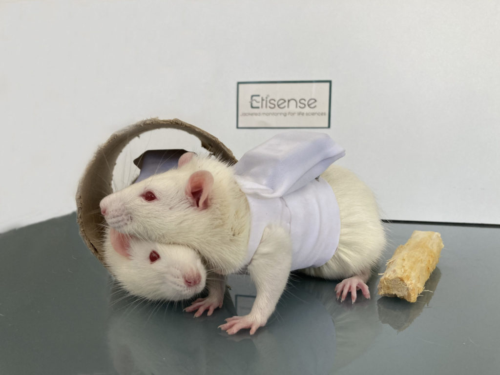 2 rats equipped DECRO