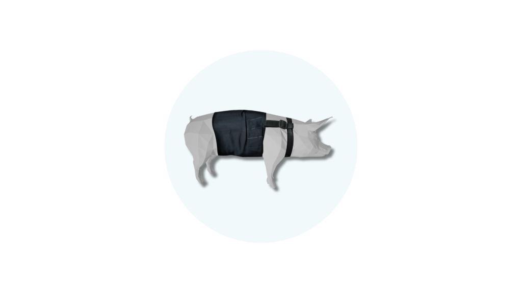 Pig wearing the decro telemetry jacket