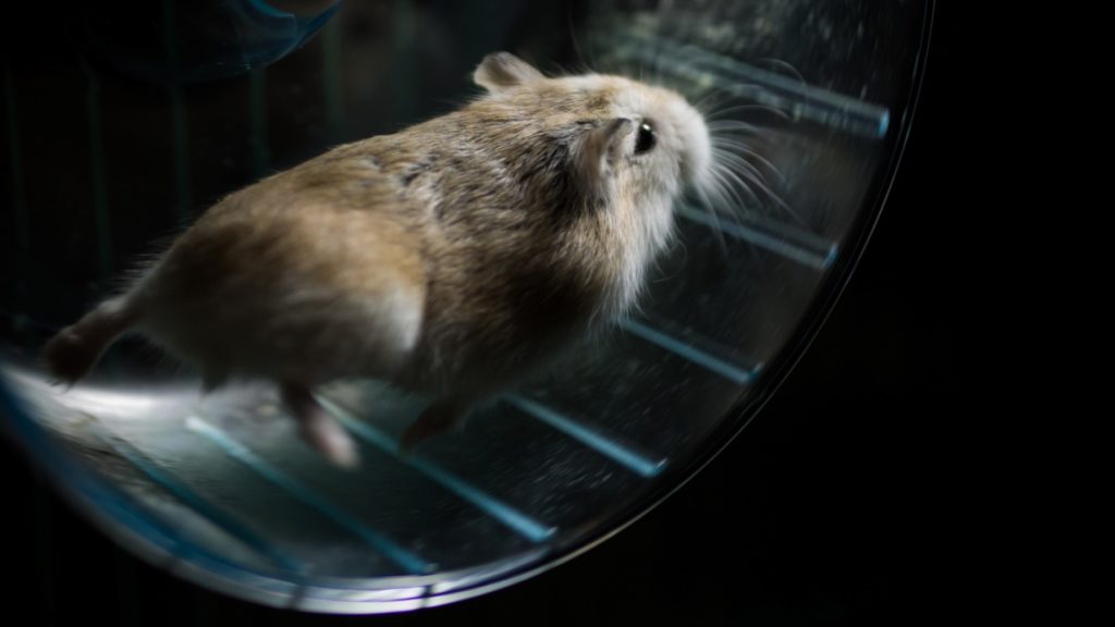 close-up-hamster-running-wheel