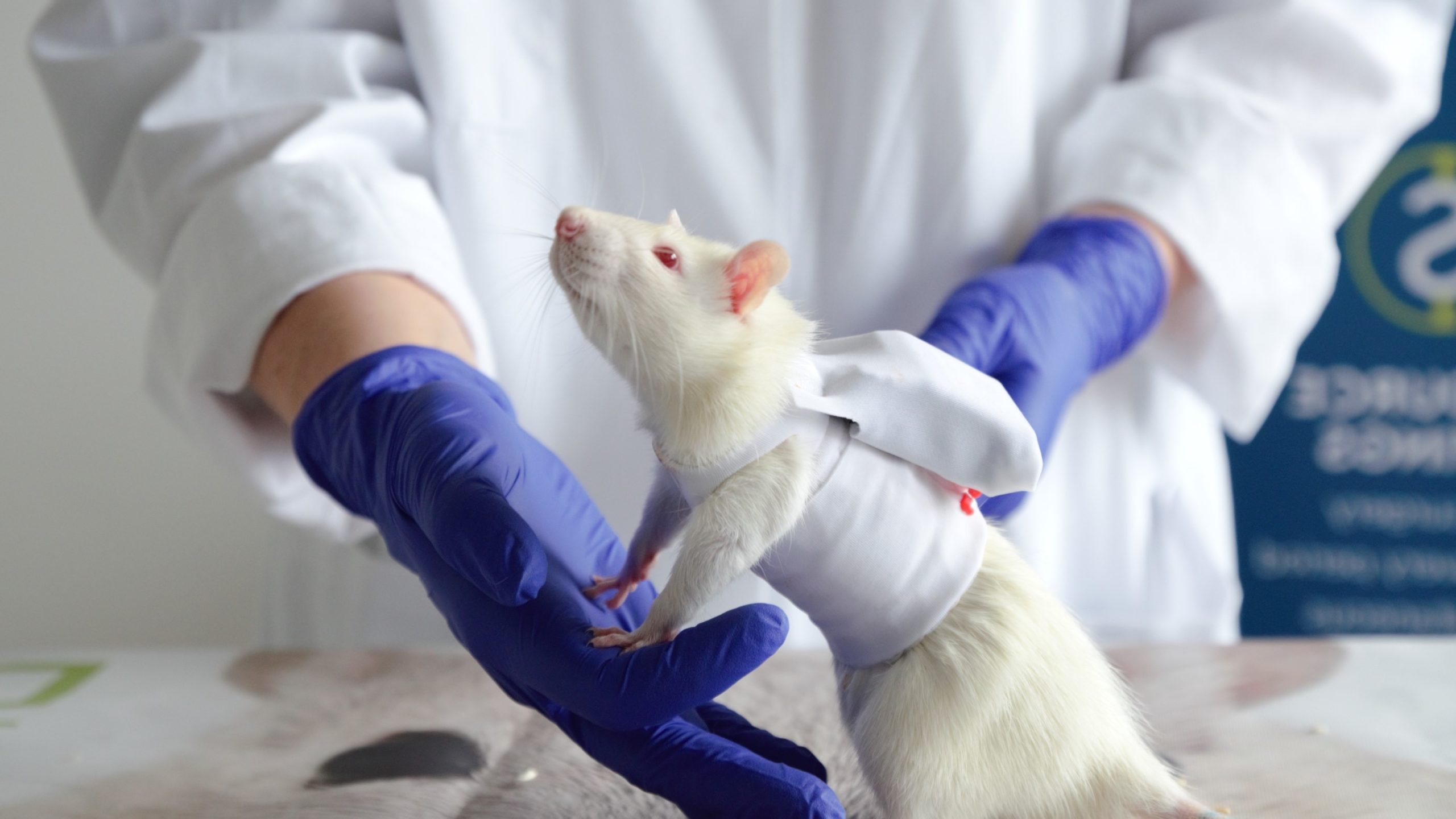 telemetry-jacket-rat-equipped A rat wearing an external DECRO telemetry jacket is held by a technician.