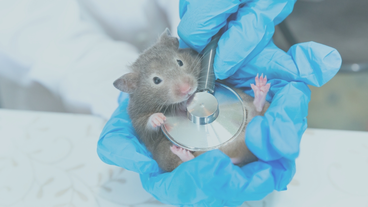 rat-phenotyping-disease-models