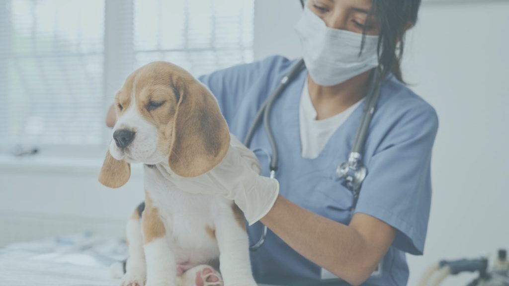 etisense-veterinary-application