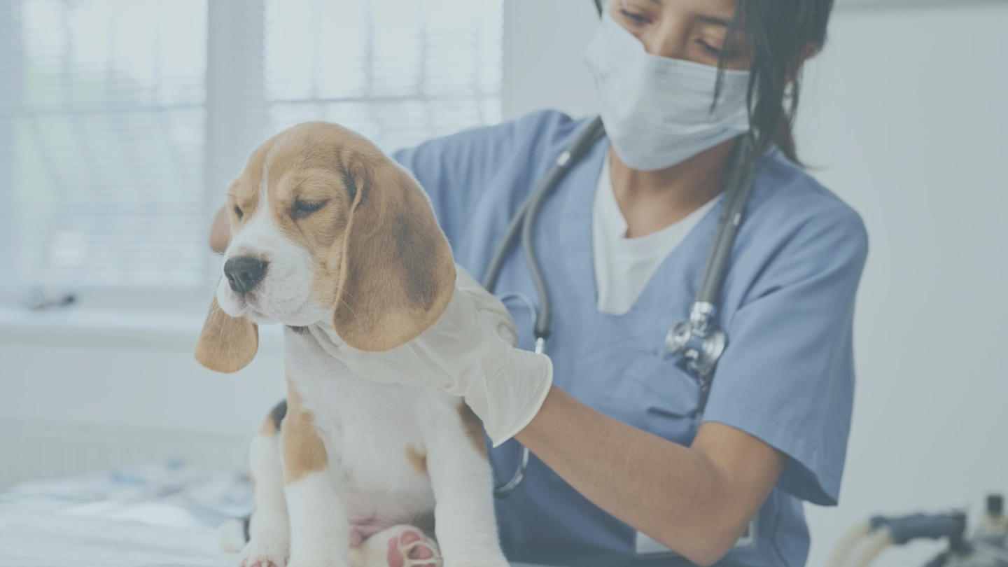etisense-veterinary-application