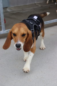 Beagle dog wearing decro jacket