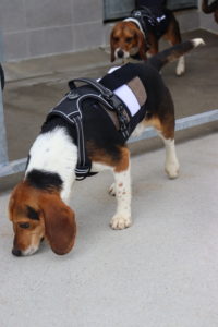 Beagle dog wearing decro jacket
