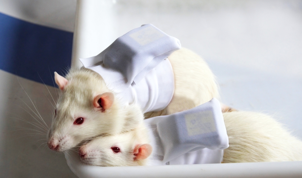 rats dressed telemetry jacket dog veterinary office