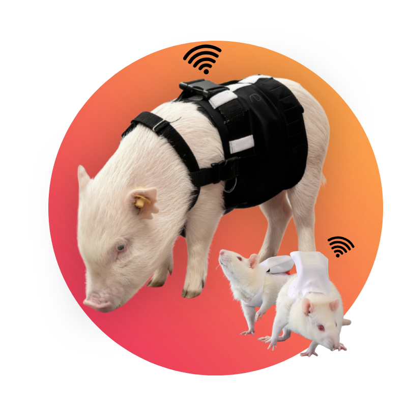 rat and pig with etisense jacket decro solution