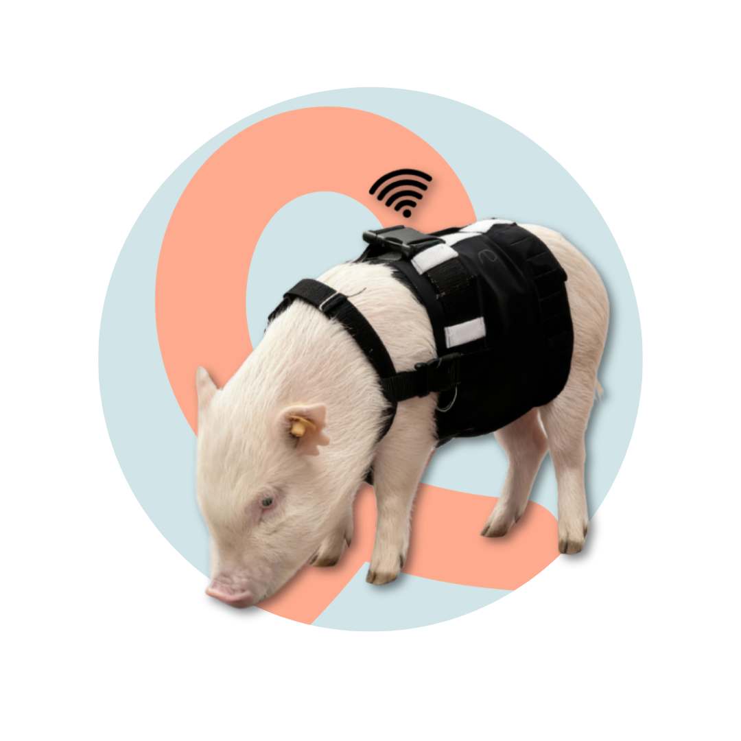 Minipig wearing the DECRO telemetric physiological monitoring vest with a wireless signal icon, set against the blue and coral NHPig program graphic background