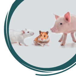 jackets and species Mini pig Rat Mouse
